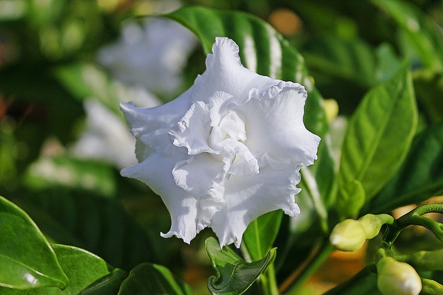 Gardenie Gardenia jasminoides