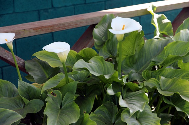 calla zantedeschia