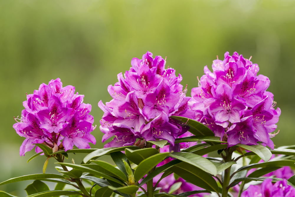 Rhododendron im Kübel