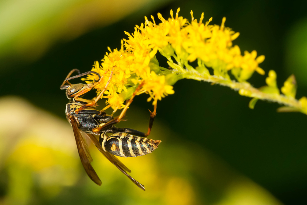 wespen im garten