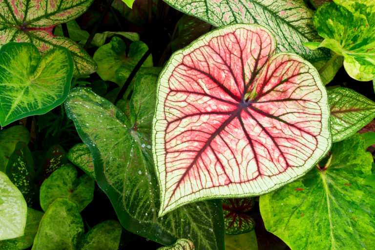 Kaladie (Caladium): Richtig pflanzen, pflegen und vermehren!