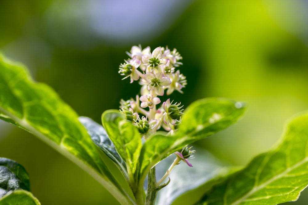 Asiatische Kermesbeere Pflanze
