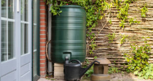 Wasser sparen in Haus und Garten: Umwelt und Geldbeutel schonen