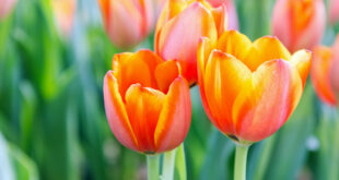 Tulpen: Herkunft und Pflege
