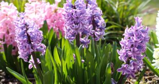 Hyazinthen: Abstammung und Pflege der Gartenblume