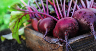 Fleischverzicht ohne Eisenmangel: Mit diesen Pflanzen ist der Körper gut versorgt